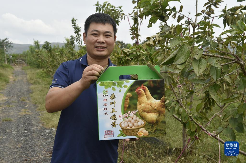 龙珠探宝上下分微信